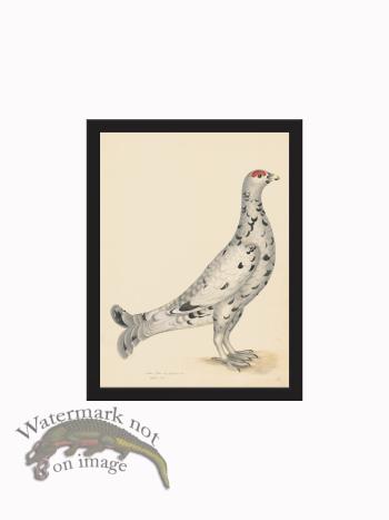 Rudbeck CFA_BF 17 BLACK GROUSE